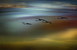 the flight Poster och Canvastavla