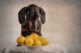 When Life Gives You Lemons... Poster och Canvastavla