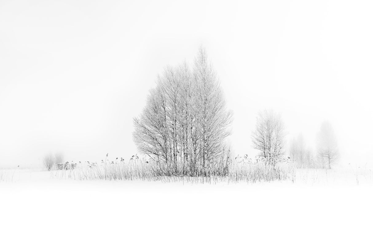 winter birches... Poster och Canvastavla