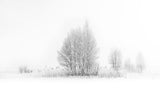 winter birches... Poster och Canvastavla