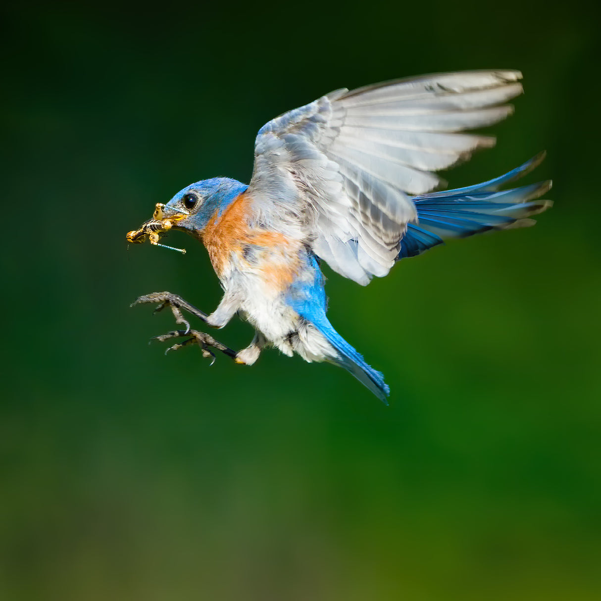 Ready for Landing Poster och Canvastavla