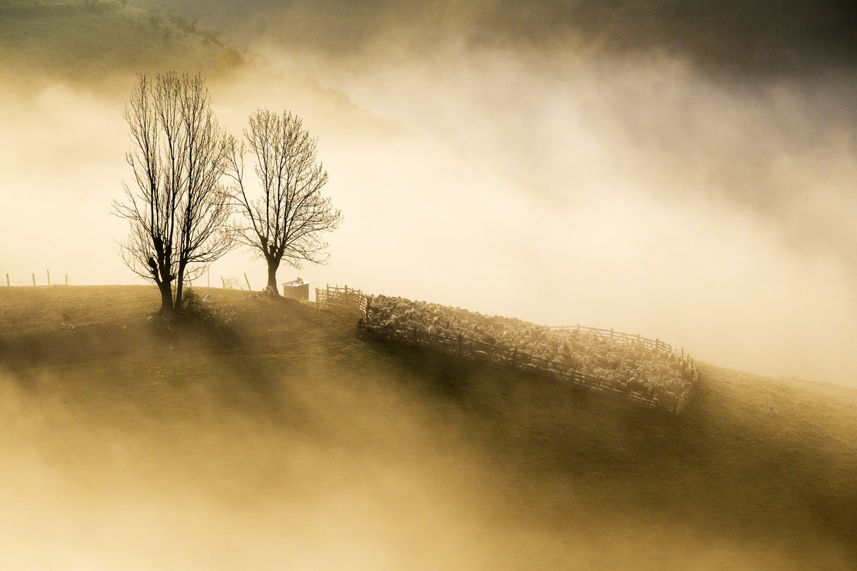 Mystic morning Poster och Canvastavla