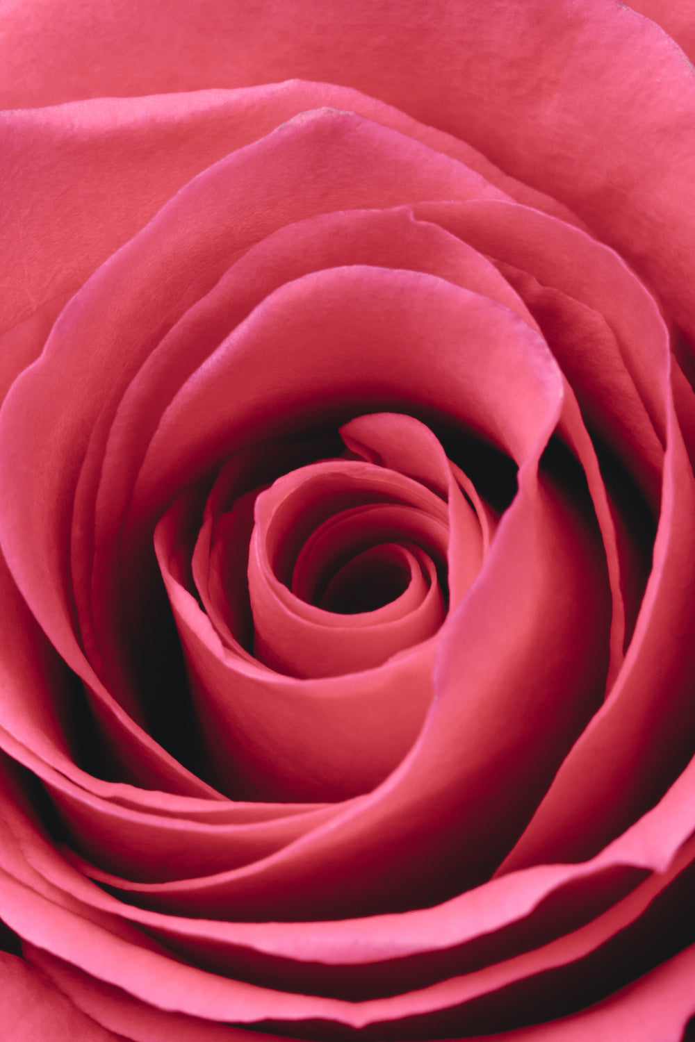 Red Rose Poster och Canvastavla