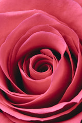 Red Rose Poster och Canvastavla