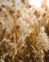 reed flower Poster och Canvastavla