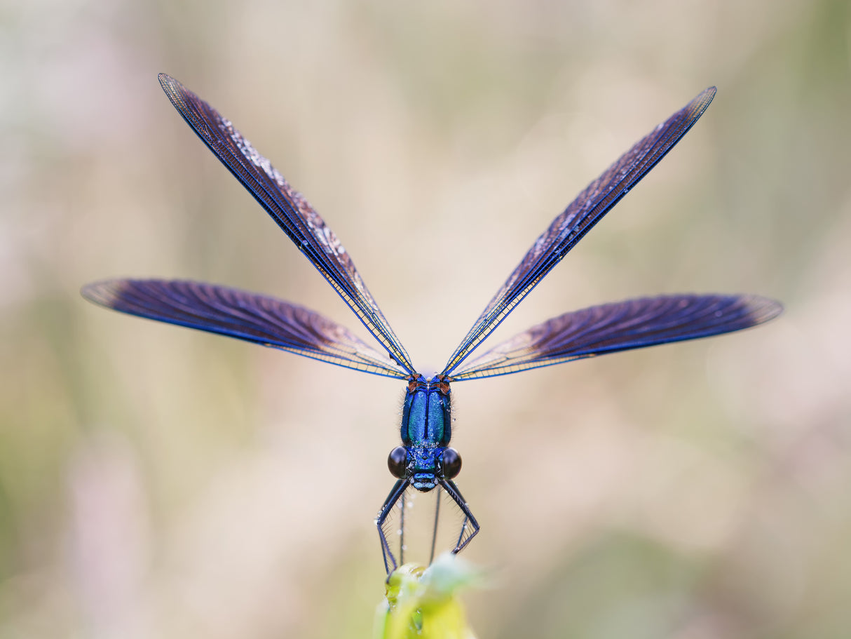 Calopteryx splendens Poster och Canvastavla