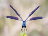 Calopteryx splendens Poster och Canvastavla