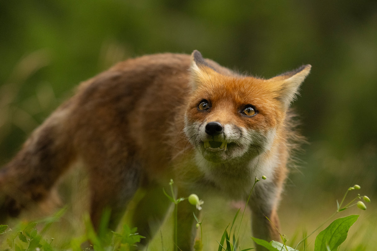 Fox Poster och Canvastavla