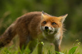 Fox Poster och Canvastavla