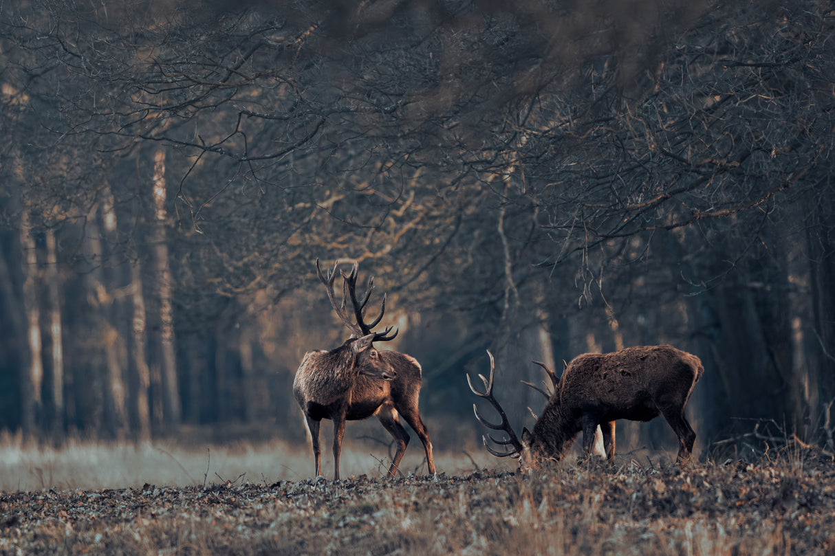 Antlers grazing together Poster och Canvastavla