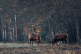 Antlers grazing together Poster och Canvastavla