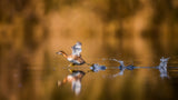Running over The Water Poster och Canvastavla
