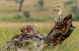Leopard - Serengeti, Tanzania Poster och Canvastavla