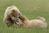 Sibling Fun Poster och Canvastavla