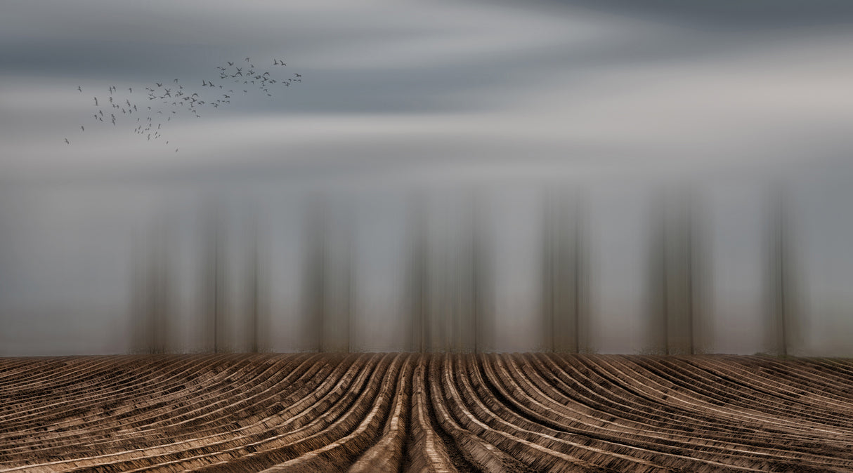 Time to seed ... Poster och Canvastavla