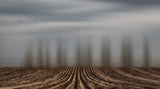 Time to seed ... Poster och Canvastavla