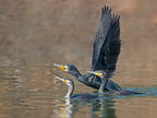 .Cormorant Poster och Canvastavla