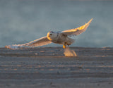 Jump on the Beach in Early Morning Poster och Canvastavla