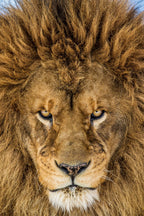Serious Lion Poster och Canvastavla