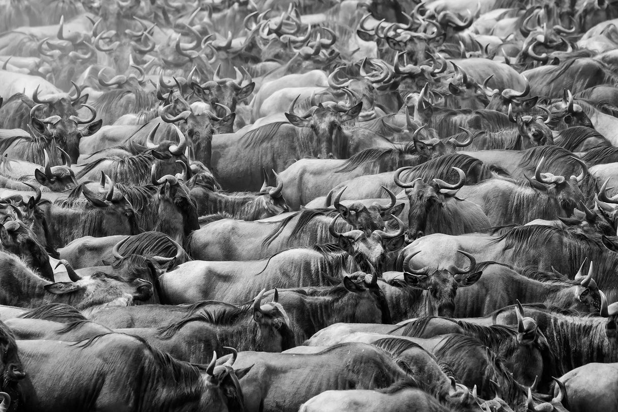 Wildbeests Poster och Canvastavla