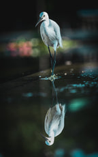 Waterside bird Poster och Canvastavla