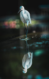 Waterside bird Poster och Canvastavla