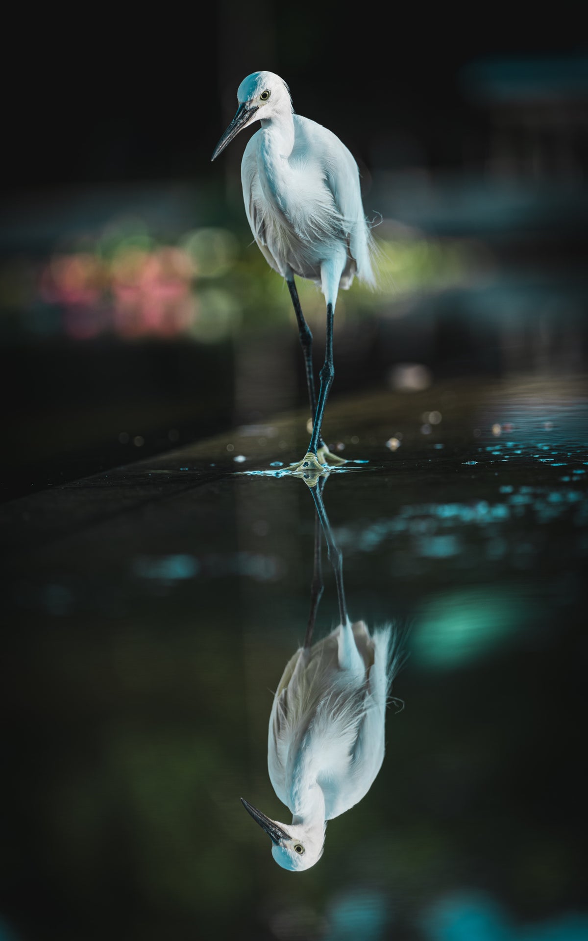 Waterside bird Poster och Canvastavla