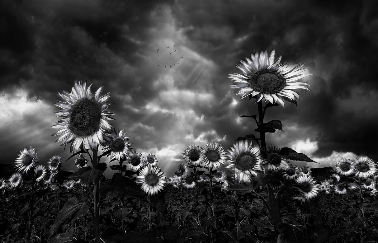 Sunflowers Poster och Canvastavla