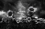 Sunflowers Poster och Canvastavla