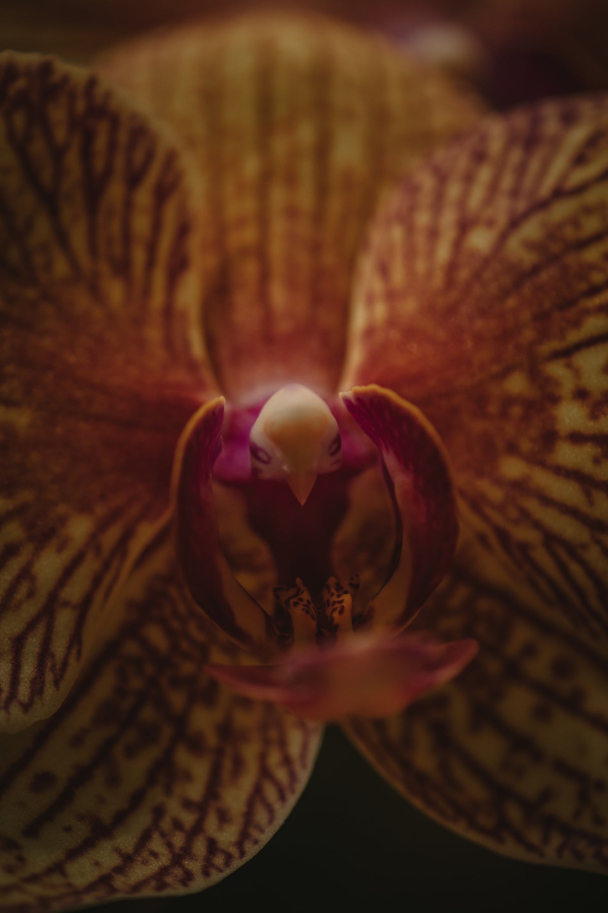 Botanical Series - Orchid Up Close &amp; Personal Poster och Canvastavla