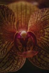 Botanical Series - Orchid Up Close &amp; Personal Poster och Canvastavla