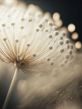 Little Pompoms Poster och Canvastavla