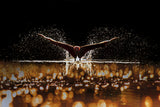 Lets Fly Poster och Canvastavla