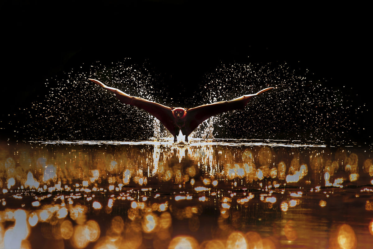 Lets Fly Poster och Canvastavla