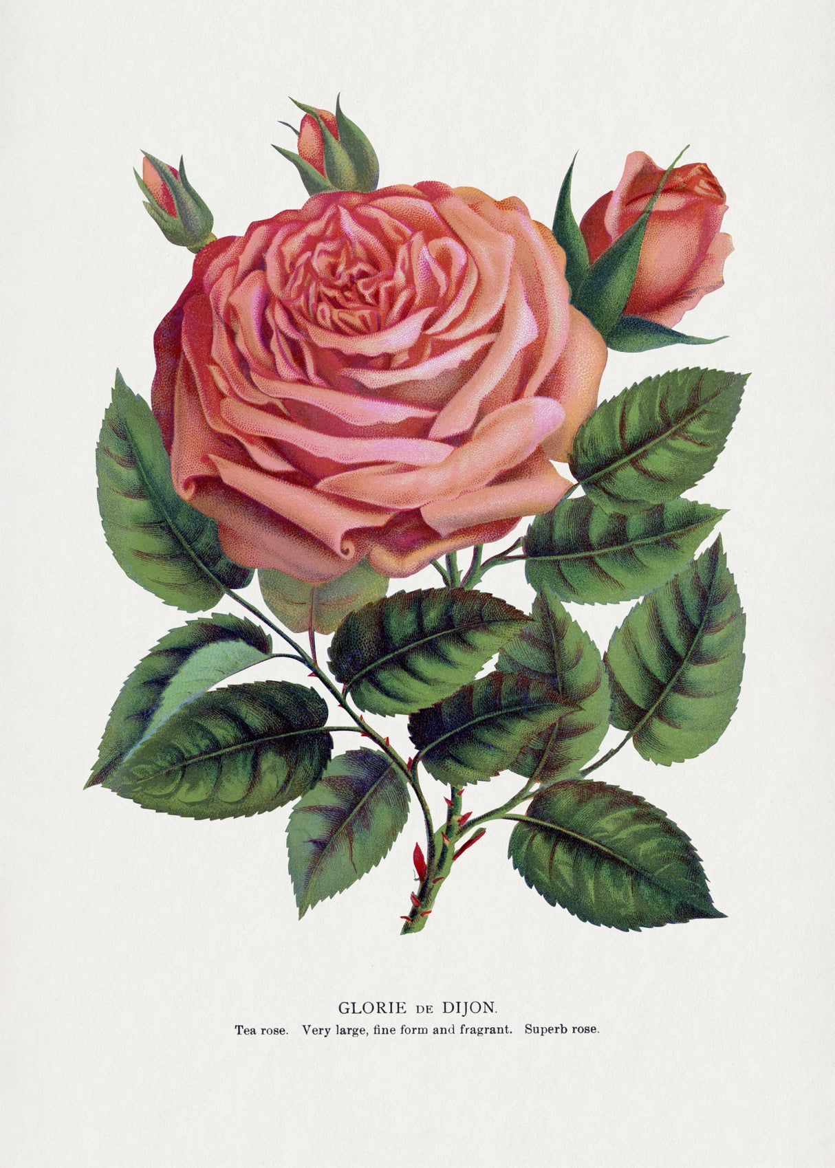 Pink Rose, Glorie De Dijon Lithograph Poster och Canvastavla