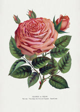 Pink Rose, Glorie De Dijon Lithograph Poster och Canvastavla