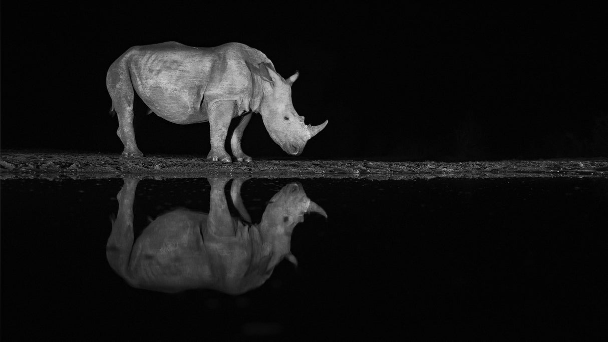 Rhino at night Poster och Canvastavla