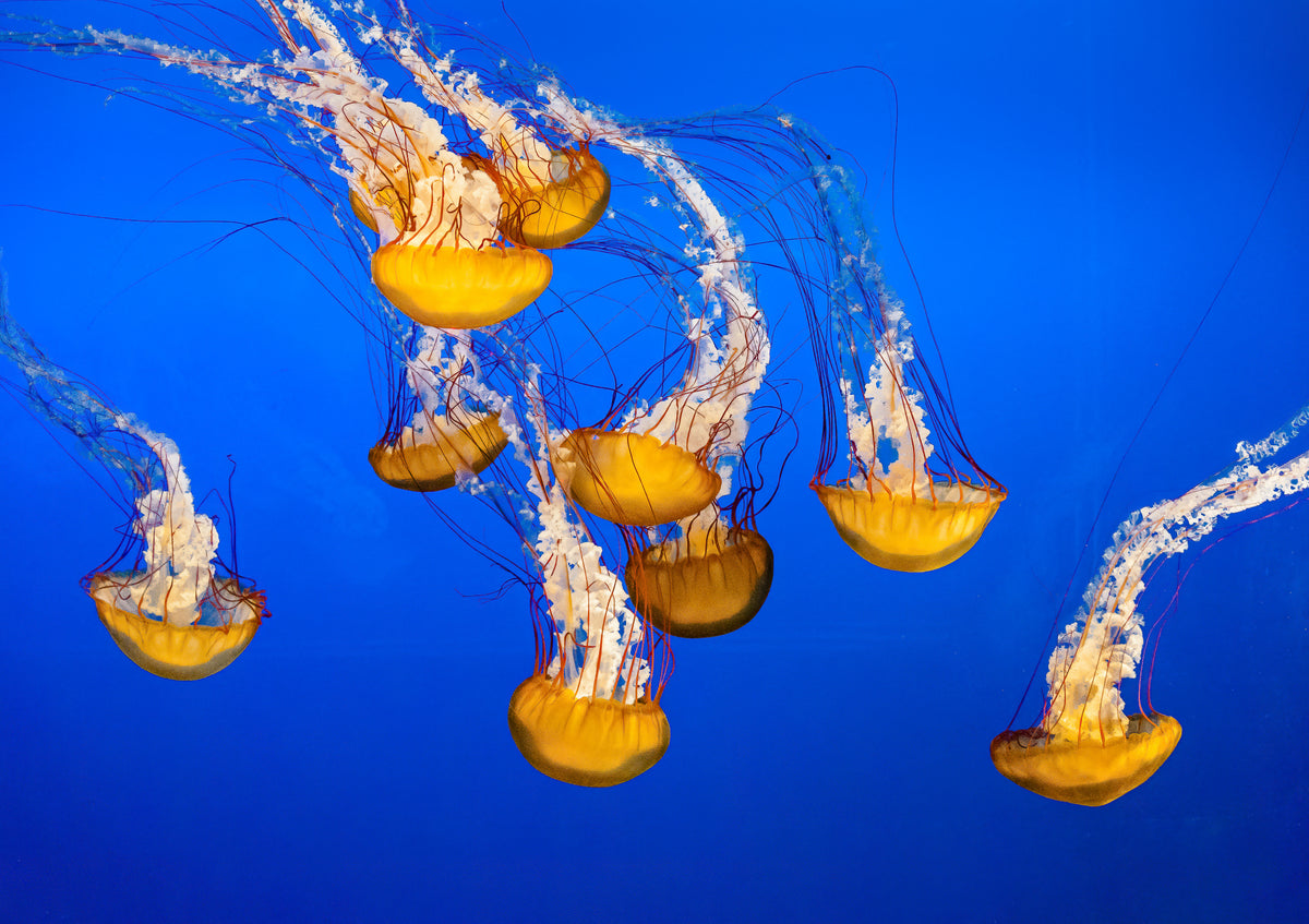 Dancing Jellyfish, #301 Poster och Canvastavla