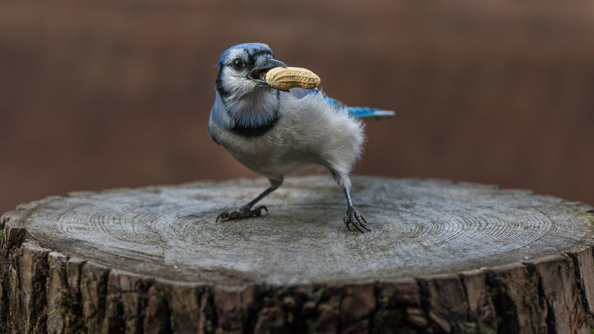 Blue jay bird Poster och Canvastavla
