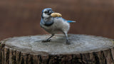 Blue jay bird Poster och Canvastavla
