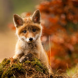 Fox Poster och Canvastavla