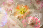 Ethereal roses Poster och Canvastavla