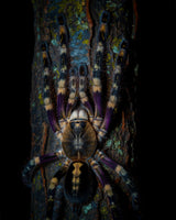 Ivory Ornamental Treespider, after dark Poster och Canvastavla
