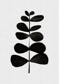 Botanical II Poster och Canvastavla