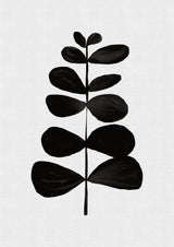 Botanical II Poster och Canvastavla