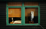 Different ways Poster och Canvastavla