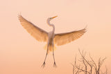 I Got Golden Wings Poster och Canvastavla
