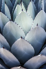 Blue Agave Side Poster och Canvastavla