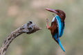 White-throated Poster och Canvastavla