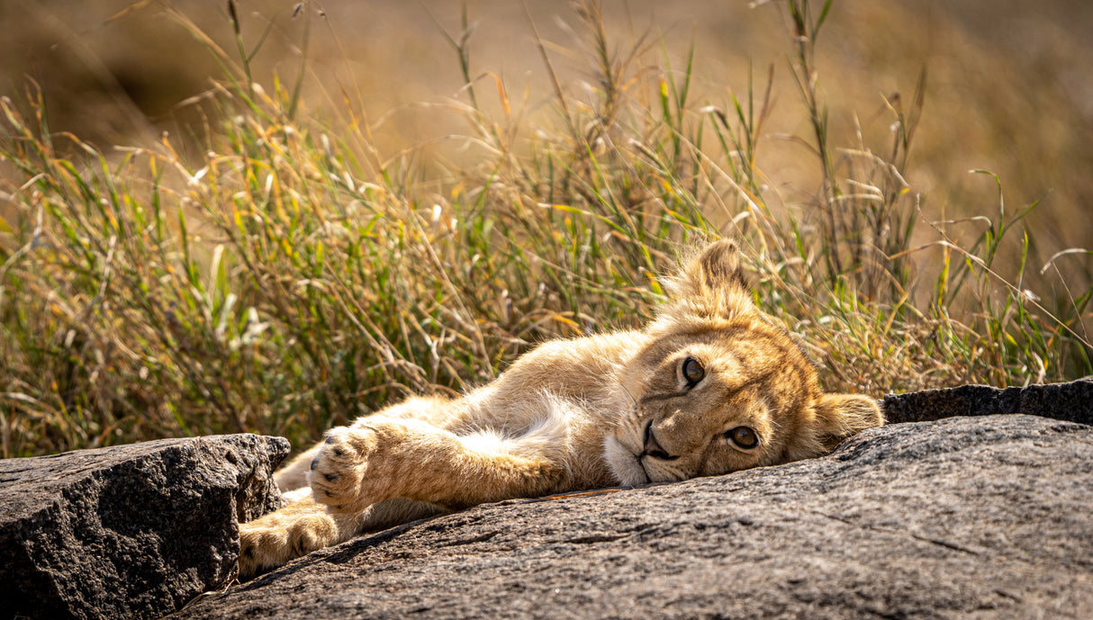 The next Lion King Poster och Canvastavla